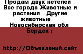 Продам двух нетелей - Все города Животные и растения » Другие животные   . Новосибирская обл.,Бердск г.